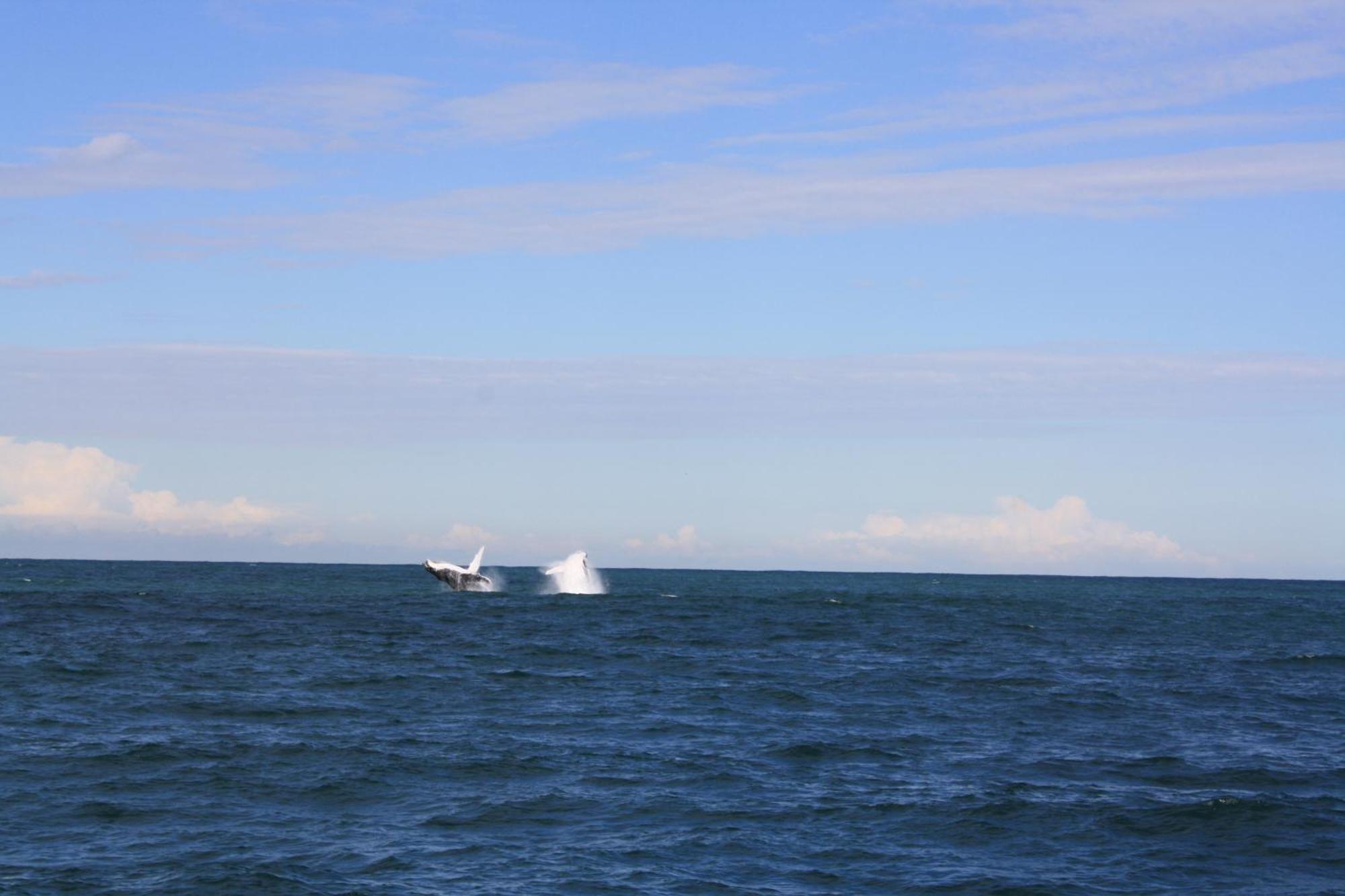 Mercure Centro Port Macquarie Buitenkant foto
